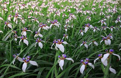 国产惊悚悬疑游戏《黑羊》发布TGS预告片 2022年发售